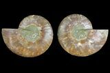 Agatized Ammonite Fossil - Madagascar #139740-1